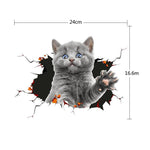 Cat 1