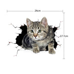 Cat 6