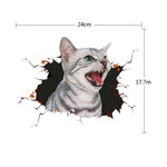 Cat 4