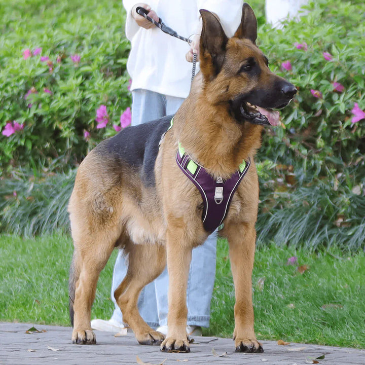 "Anti-Trek Dog Harness in Blue with comfort padding, prevents pulling, adjustable straps, available in multiple colours."