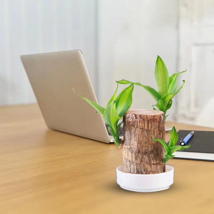 "Luxurious Brazilian Fortune Wood Plant for prosperity and air purification, ideal for home and garden settings."