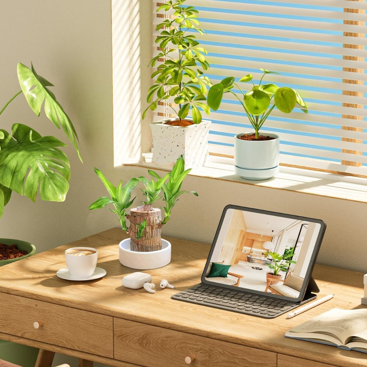 "Luxurious Brazilian Fortune Wood Plant for prosperity and air purification, ideal for home and garden settings."