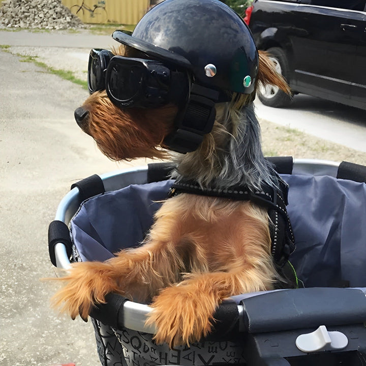 Safety gear for dogs: stylish protective helmet & goggles for riding & outdoor safety.