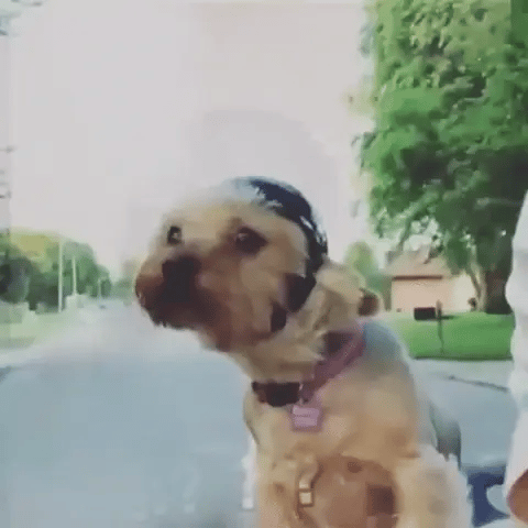 Adjustable dog helmet and anti-UV goggles for comfortable pet protection on any ride.