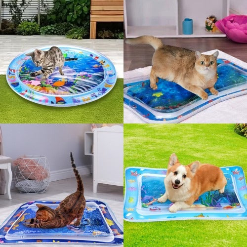 Close-up of a cat's face, whiskers twitching, intently watching the water move on its play mat