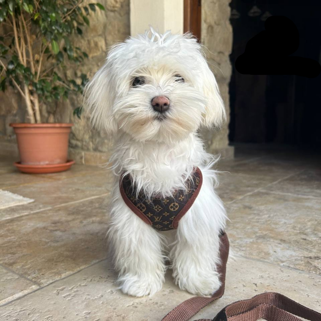Comfortable no-pull dog harness and leash set, adjustable for all sizes. Perfect pet accessory for safe dog walking.