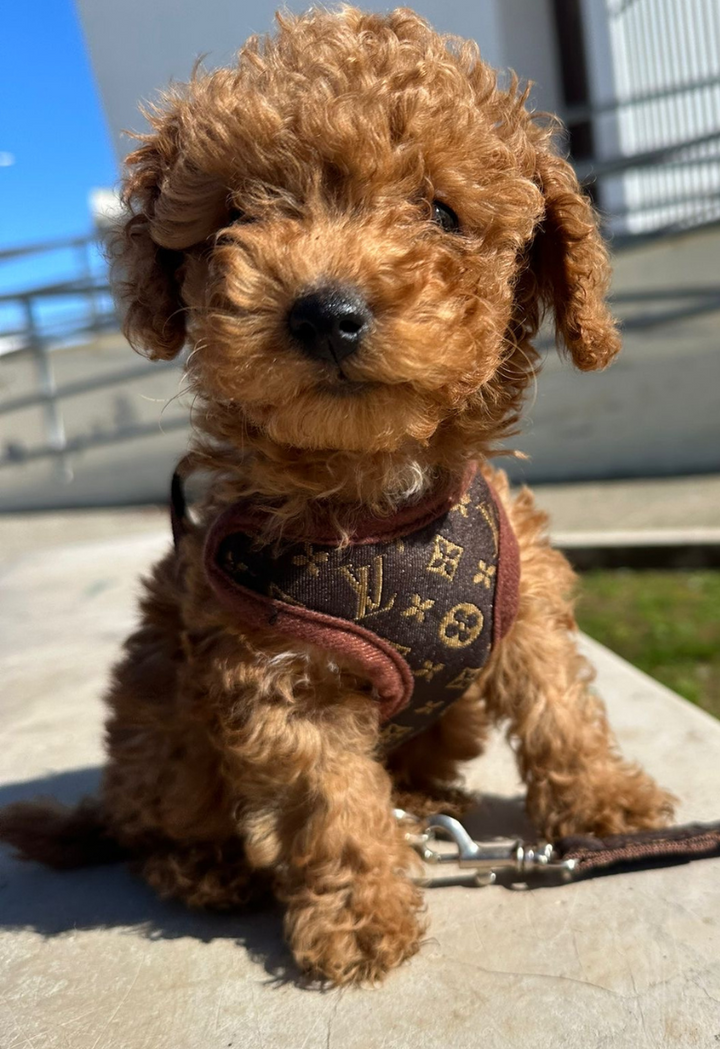 Brown no-pull dog harness and leash set, a comfortable and adjustable pet accessory for controlled dog walks.