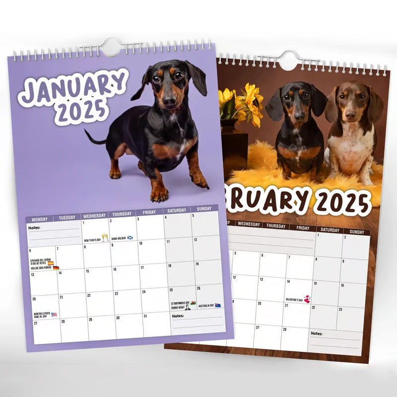2025 Wall Calendar with various charming dachshund illustrations, ideal for pet owners and office decor.
