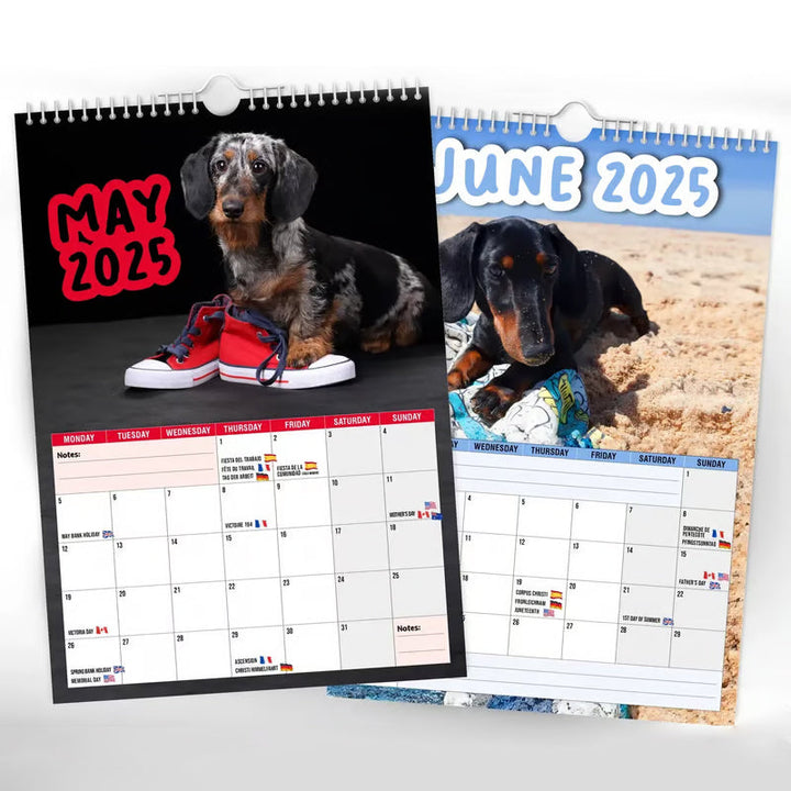 Dachshund themed 2025 wall calendar, a delightful animal calendar for home planning and dog enthusiasts.
