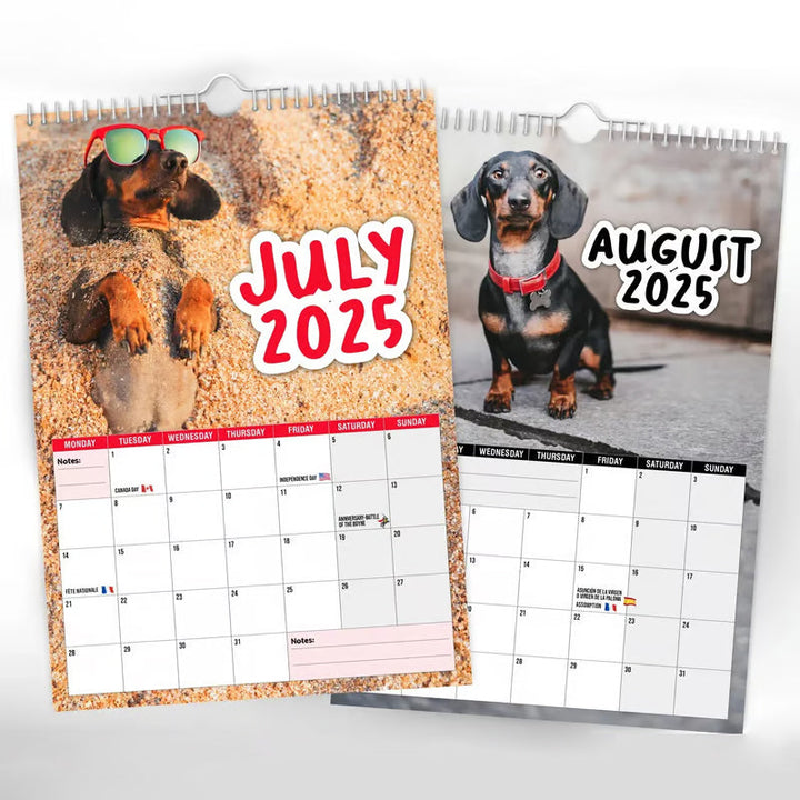 A page from the Dachshunds 2025 Wall Calendar showing a playful dachshund, suitable for any pet lover.