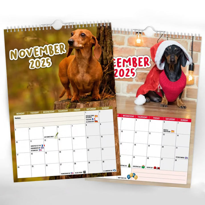 Collection of cute dachshunds on the cover of a 2025 wall calendar, essential for dog lovers and planning.