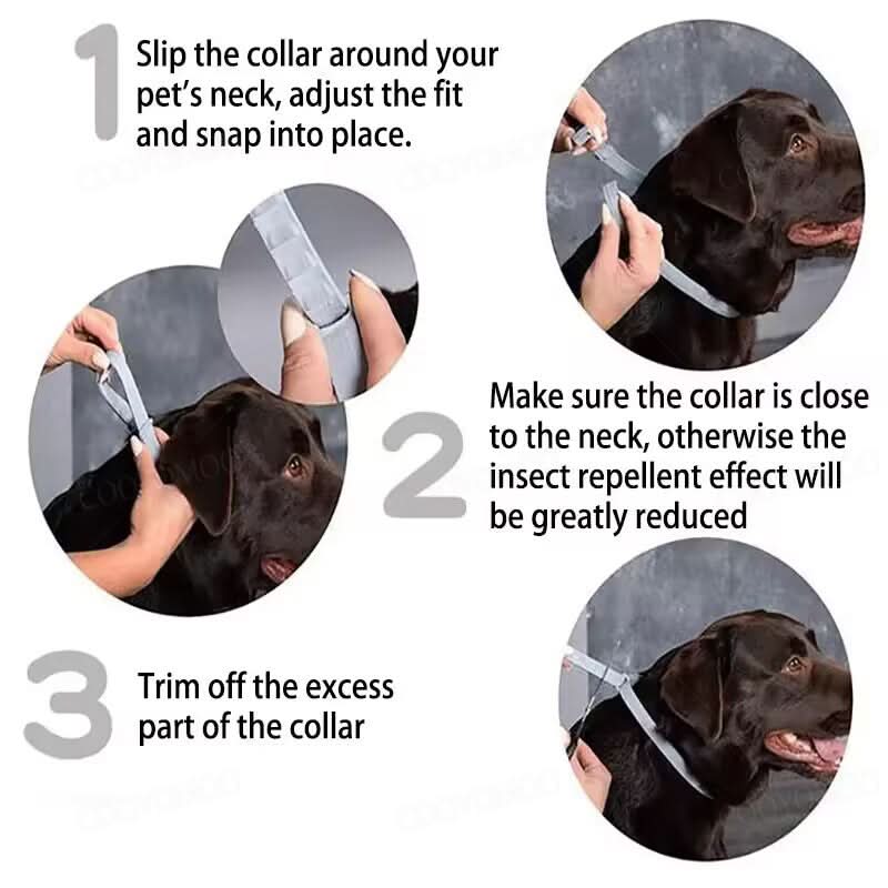 Pet wearing an effective 8-month flea and tick protection collar for ultimate pest control & comfort.