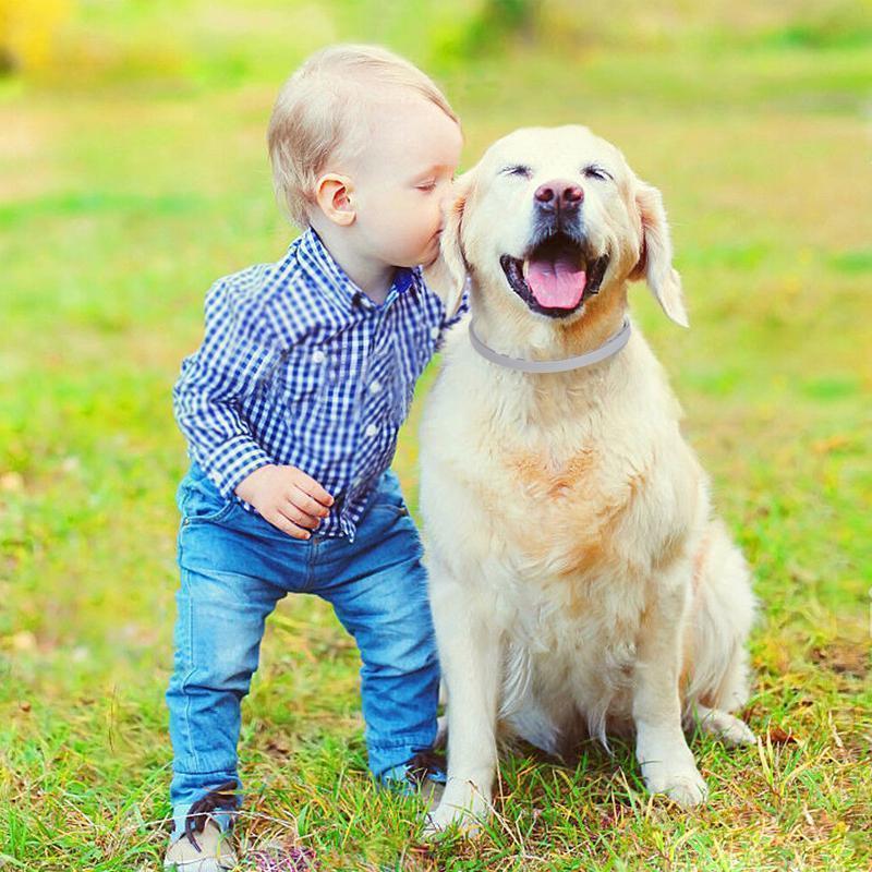 Tick prevention and flea control collar for dogs, providing 8 months of reliable pet care