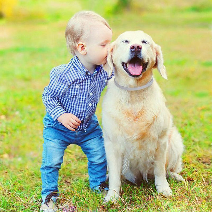 Tick prevention and flea control collar for dogs, providing 8 months of reliable pet care