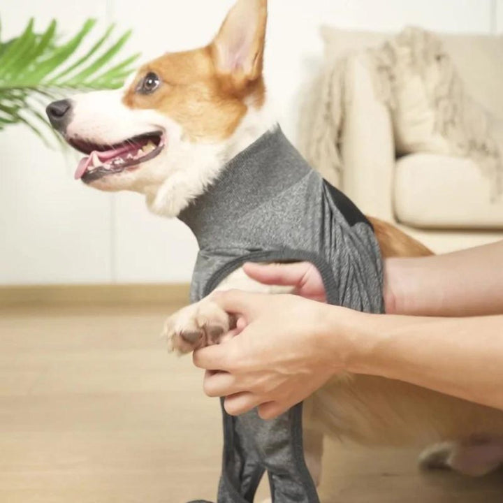 Innovative dog recovery suit for wound protection & healing aid, a stress-reducing cone alternative.