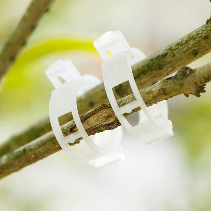 Close-up of a plant support clip securing a delicate seedling stem, essential for garden horticulture.
