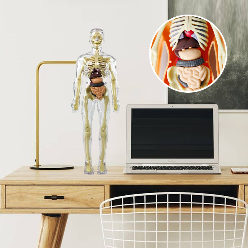 Kids' 3D Human Body Anatomy Torso Model Toy with detachable organs for educational play.