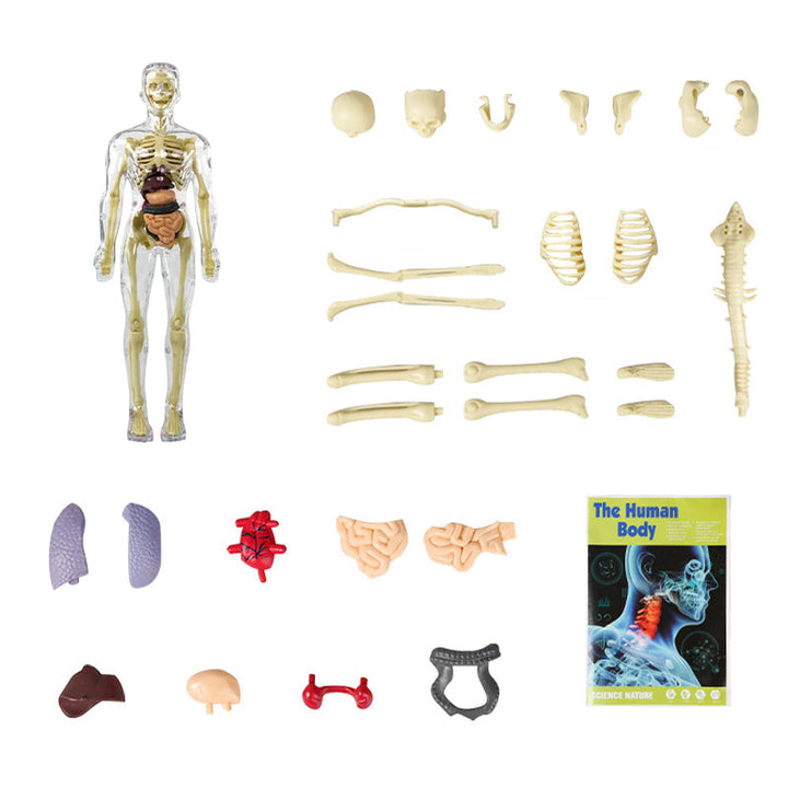 Gift for kids: A 3D human body anatomy torso model, an engaging and educational science toy.