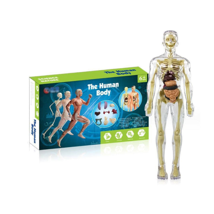 Human body anatomy torso model for children, a hands-on learning tool for biology concepts.