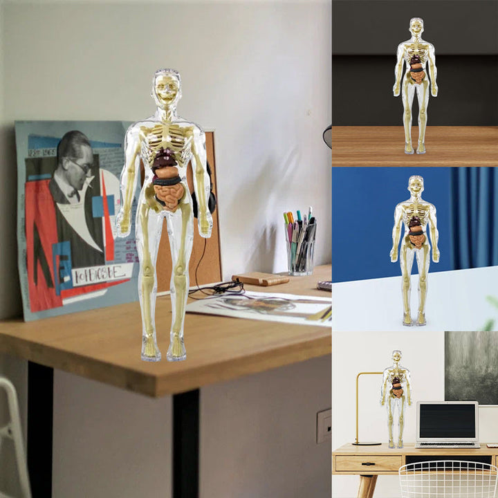 Colorful anatomy torso model for kids, displaying internal organs, a fun biology learning toy.