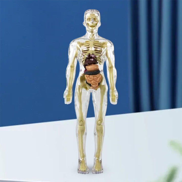 Educational PVC human body model, a 3D torso toy with skeleton and organs for young learners.
