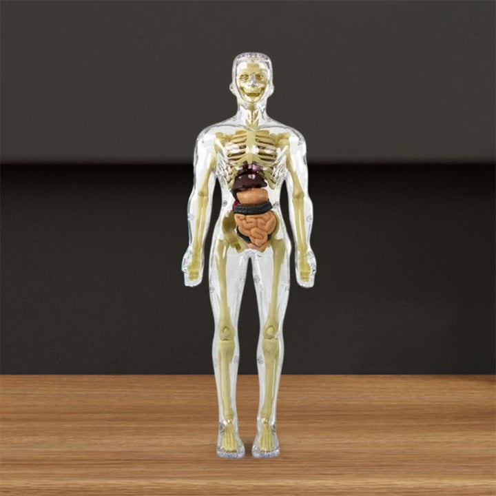 Close-up of a kid's anatomy torso model showing realistic heart, lungs, and liver components.