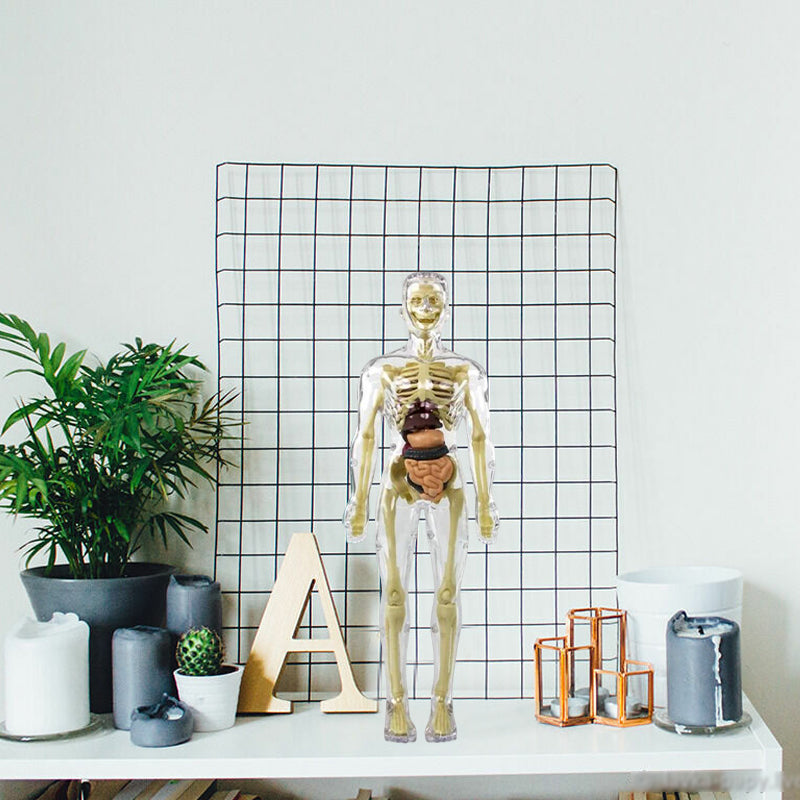 Science toy: A 3D human body torso model, perfect for kids learning about anatomy and biology.