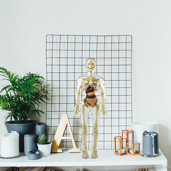 Science toy: A 3D human body torso model, perfect for kids learning about anatomy and biology.