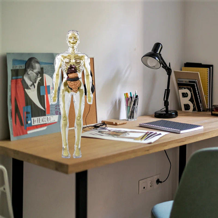 Anatomy model for children, a detachable 3D torso to explore human organs, educational gift.