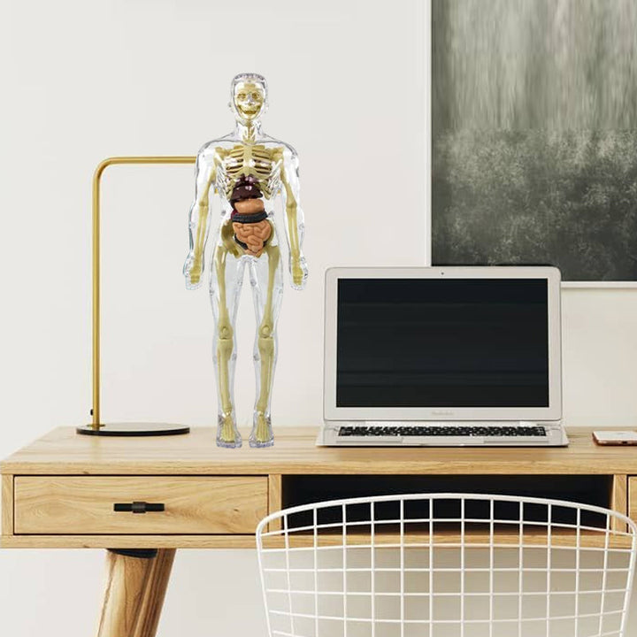 Front view of the kids' 3D human body anatomy torso model, showcasing detailed internal structures.
