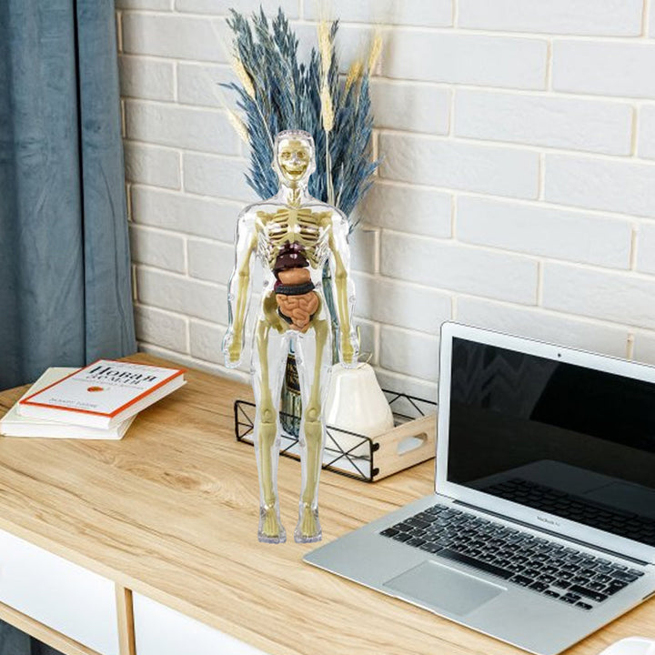 Side view of the educational human anatomy torso model, a PVC science toy for learning biology.
