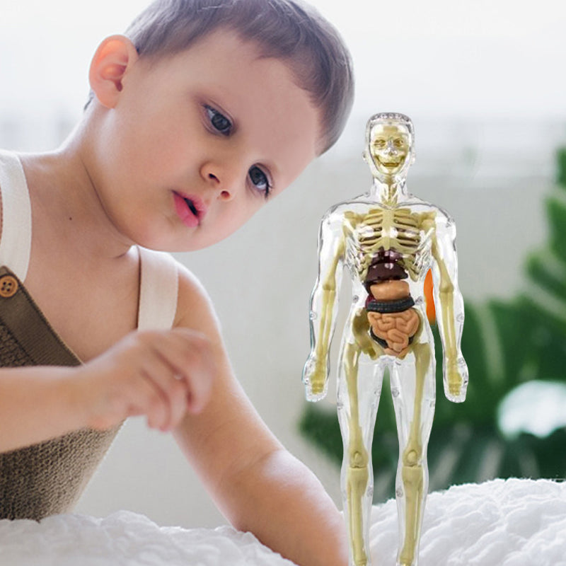 Kids' anatomy torso model with various organs laid out, highlighting its interactive learning features.