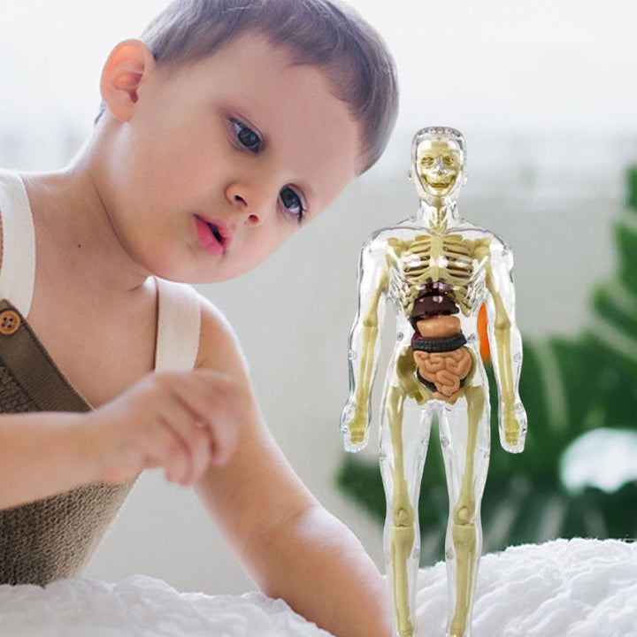 Kids' anatomy torso model with various organs laid out, highlighting its interactive learning features.