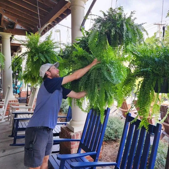 Decorative artificial Boston fern. Lifelike plastic plant greenery for indoor and outdoor spaces.