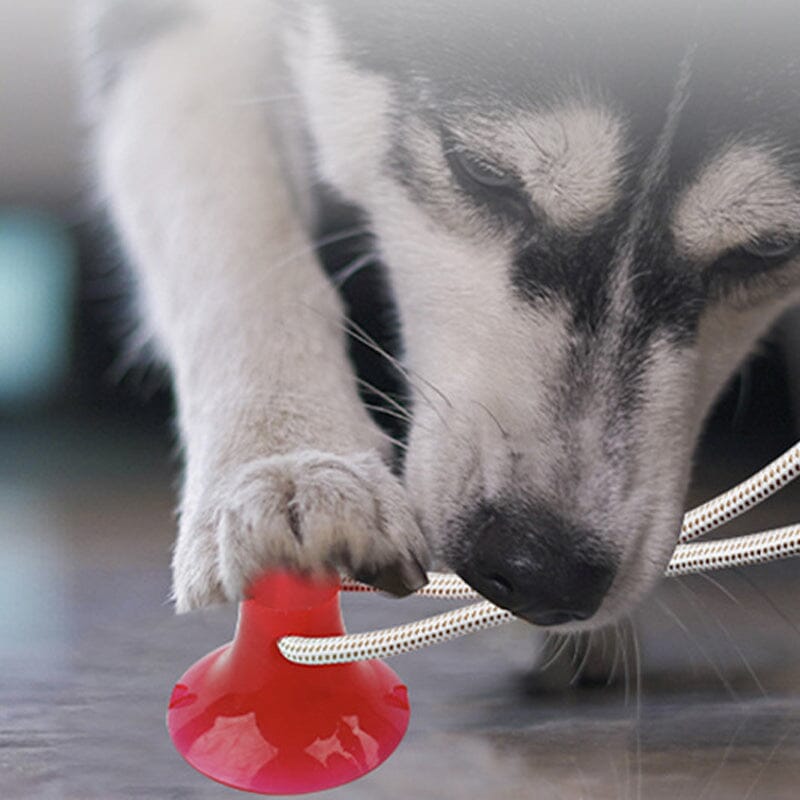 Pet chew toy for dogs, blue TPR with nubs for teeth cleaning, keeps pups entertained