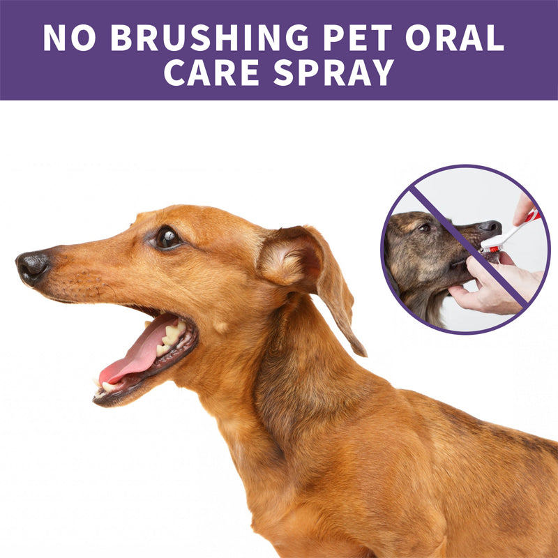 Close-up of pet oral care spray, showing fine mist. Promotes fresh breath for dogs and cats.