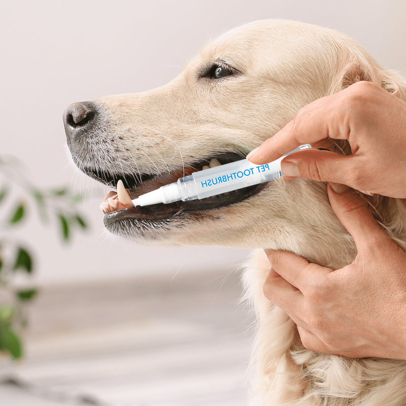 A happy dog smiling after a dental cleaning with the pet toothbrush pen for improved dog health.