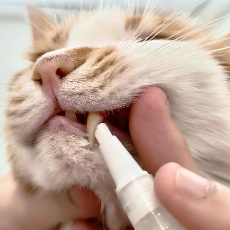 Detail shot of the toothbrush pen's ergonomic design for comfortable use during pet teeth cleaning.