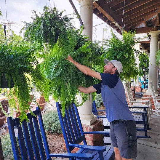 Lifelike artificial Boston fern for home & office. UV protected fake plant offers realistic, maintenance-free greenery.