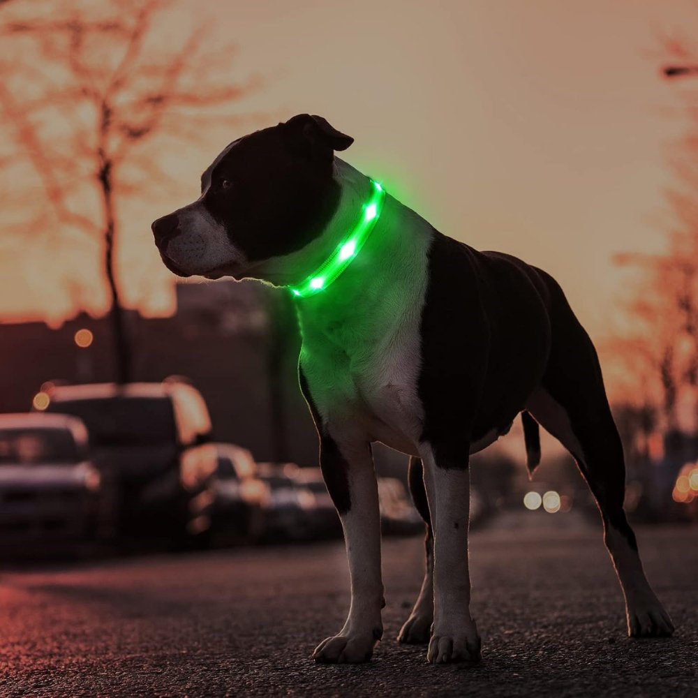 Reflective & illuminated AirTag dog collar with built-in tracker pouch for enhanced pet safety & night visibility.