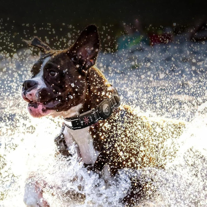 Bright LED light-up dog collar, reflective for night safety. Features a secure tracker pouch.