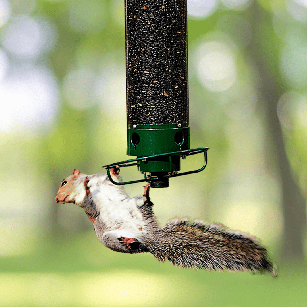 Squirrel-proof birdhouse with rotating perch for garden birds. Durable, weatherproof hanging feeder, perfect for outdoor birding.