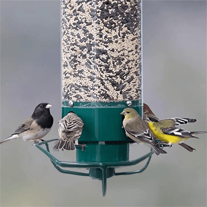 Premium squirrel-proof birdhouse & feeder for garden birds; weatherproof, durable, outdoor friendly, with rotating perch.