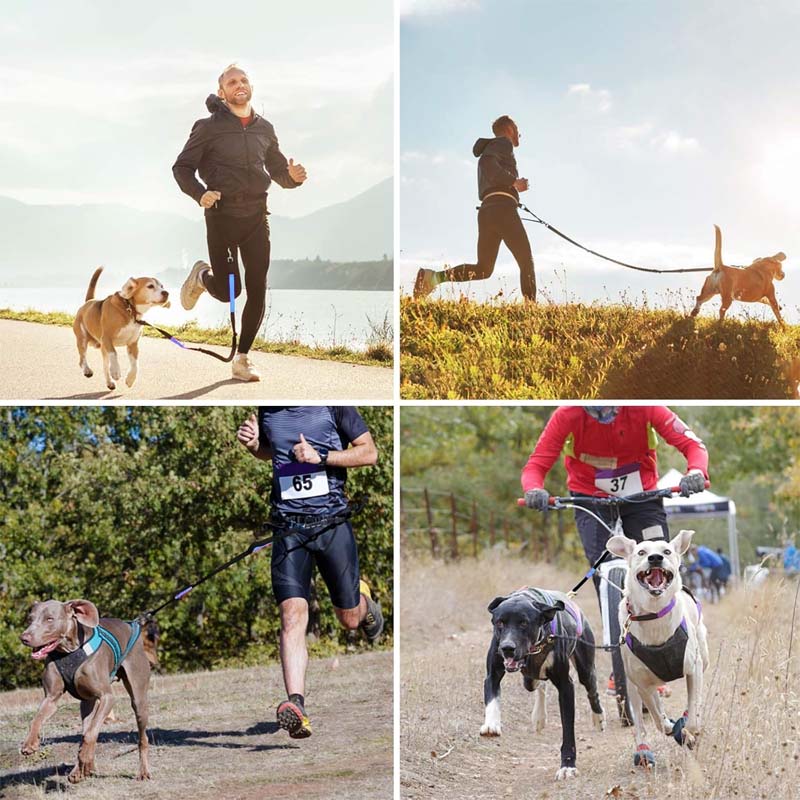 Dog walking hands-free leash for running and training, includes a convenient zipper pouch